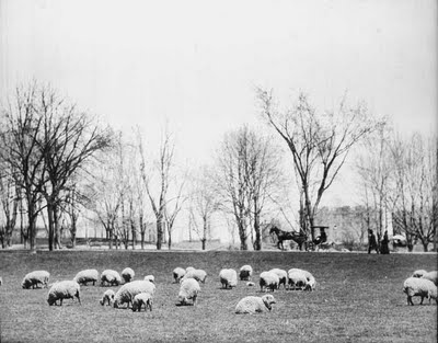 Sheep_Meadow-Central_Park-NYC